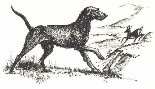 SCOTTISH DEERHOUND EARLY NAMED CHAMPION VINTAGE STYLE IMAGE DOG ART PRINT POSTER