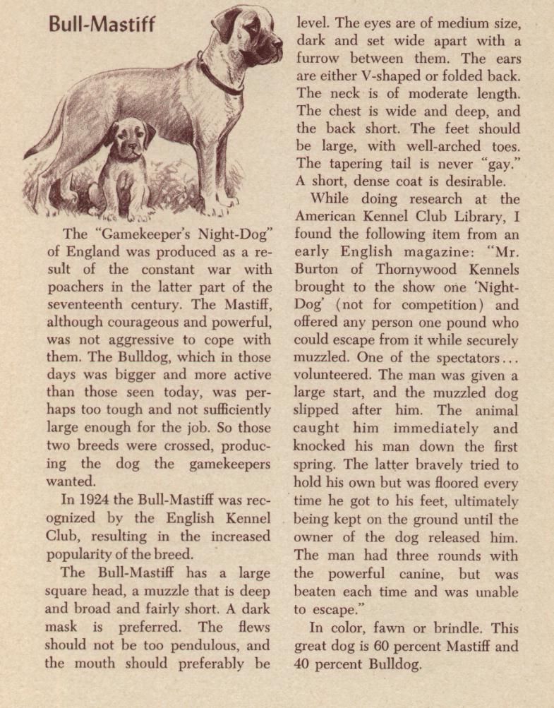 Bullmastiff Breed Description - Morgan Dennis