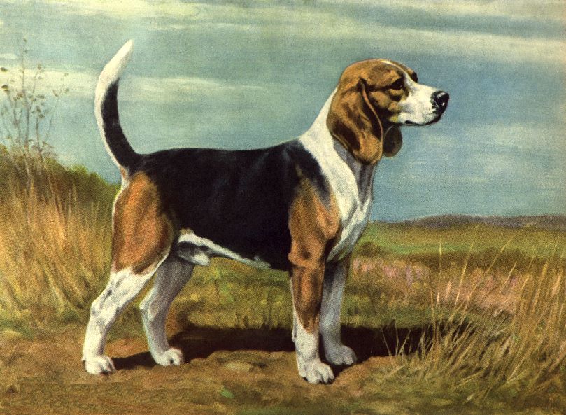 Image result for beagle painting