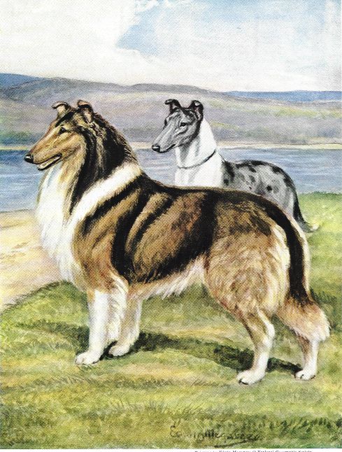Collie Print - National Geographic
