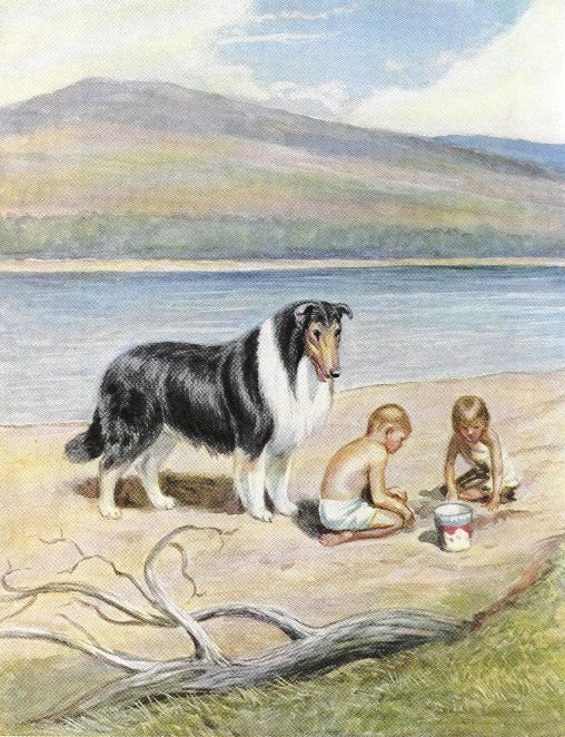 Collie Print - National Geographic